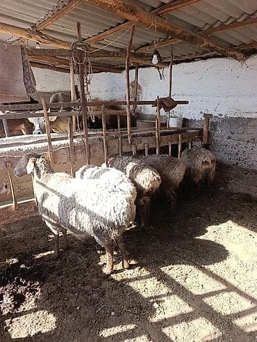 швицкая порода коров цена: Продаю | Овца (самка) | Для разведения | Матка — 3