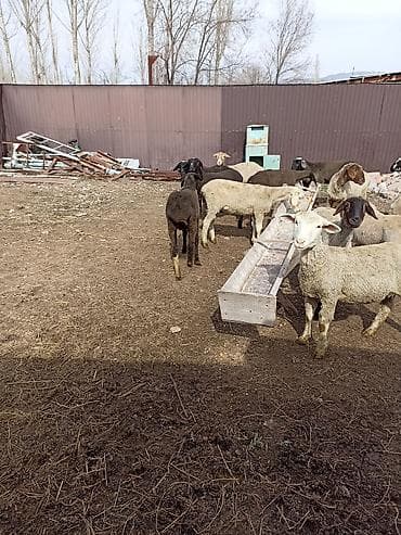 А/ч жаныбарларын сатам: Сатам | Ургаачы кой (ургаачы) | Көбөйтүү үчүн | Токту — 1