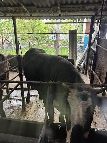 эрмен чоп: Сатам | Бука (эркек) | Бордоп семиртүү үчүн | Байланган — 4