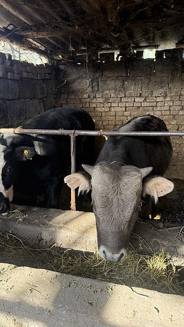 зимние шины 275 70 r16: Продаю бычки 
8-10 месяцев — 4