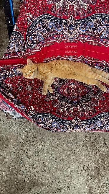 рыжая: ОТДАМ ДАРОМ! БЕСПЛАТНО! Рыжий домашний кот. - Окрас: теплый — 4