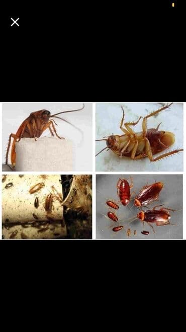 уничтожение клоп блох: Дезинфекция, дезинсекция, | Блохи, Вирусы, микробы, Клопы, | Дома, Кафе, магазины, Квартиры at lalafo.kg — 2 уничтожение клоп блох: Дезинфекция, дезинсекция, | Блохи, Вирусы, микробы, Клопы, | Дома, Кафе, магазины, Квартиры — 2