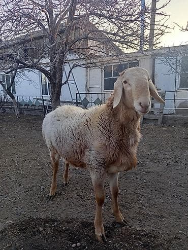 чип для животных: Продаю | Овца (самка) | Для разведения | Ярка — 6