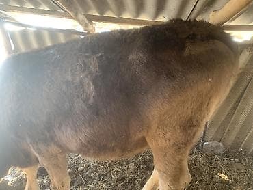 карова швиц: Продаю | Корова (самка) | Швицкая | Для молока — 6