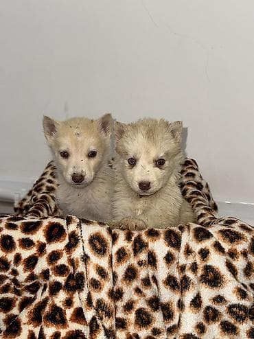 купить собаку хаски: Щенки чистокровные хаски светлого окраса мальчки и девочка месяц — 5