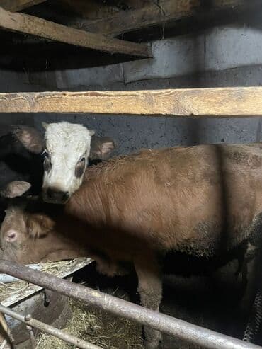 коён ош: Сатам | Бука (эркек) | Симментал | Бордоп семиртүү үчүн — 3