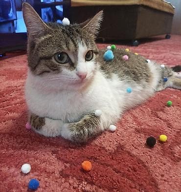 Вязка кошек: Девочка, Приучена к лотку, Проглистована — 1