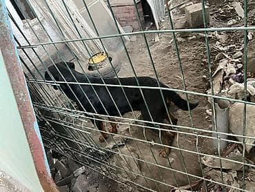котенок манчкин: Собака охранной породы (крупная, черный окрас с рыжими подпалинами) — 1