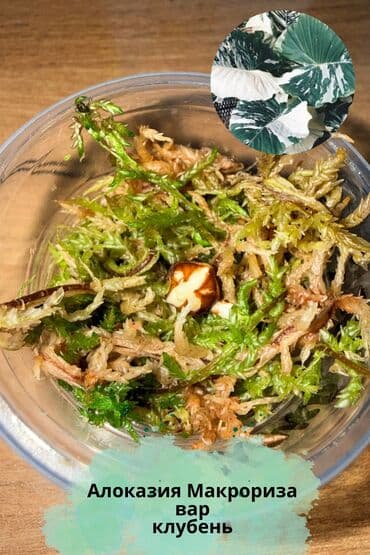 Алоказии: В продаже детки и клубни разных сортов алоказий: Макрориза вар — 1