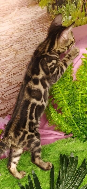 новорожденные котята: Друзья !!! питомник Бен Гла Мур с радостью предлагает новый помет. от — 18