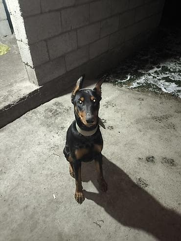 Отдам даром собаку: Доберман, 9 месяцев, Самка, С прививкой — 5
