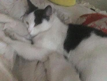 где продают собак: 1 год, Девочка — 8