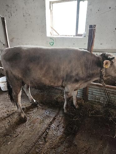 Эчкилер, текелер: Сатам | Бука (эркек) — 3