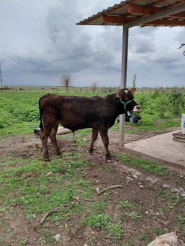 хаски мальчик: Продаю | Бык (самец) | Алатауская | На откорм, На забой, Для разведения | Осеменитель, Искусственник — 2
