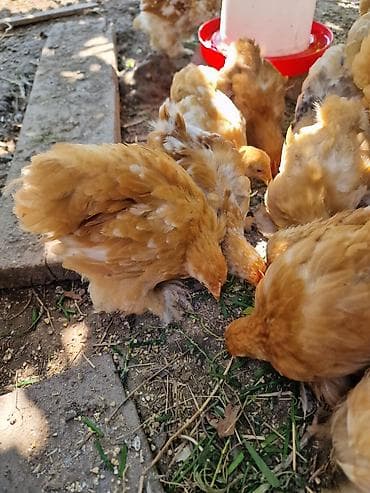 хомяк ош: Продаю карликовых кохинхинов ЦЫПЛЯТ от этих кур. возраст 2 недели-200 — 4
