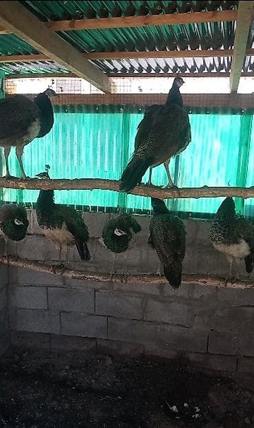 Башка жаныбарлар: Продаю молодых павлинов 🦚🦚🦚❗ — 1