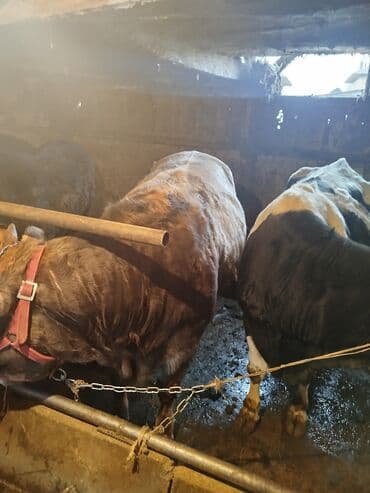 коровы молочной породы купить: Продаю | Бык (самец) | Полукровка | На откорм | Привязанные — 2