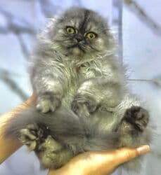 Порода: шотландская вислоухая (Scottish Fold), длинношёрстный тип