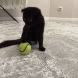 купить кошку вислоухий: Шотландский вислоухий котёнок, окрас чёрный (солид). Круглая мордочка — 3