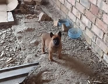 1 месяц, Самец, С родословной