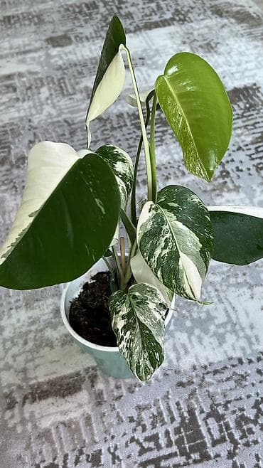 Акча багы: Комнатные цветы #комнатные цветы#ароидные — 1