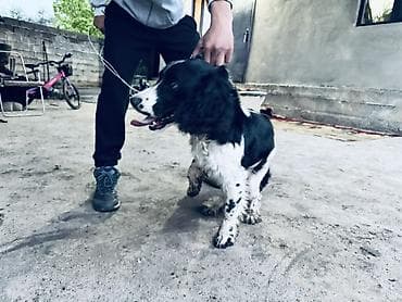 стерилизация собак бишкек цена: Английский спрингер-спаниель, черно-белый окрас с пятнами. Собака — 5