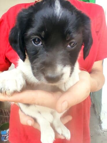 щенки белгийскоц овчарки: Ит бекер берилет: 2 айлык, Эркек — 5