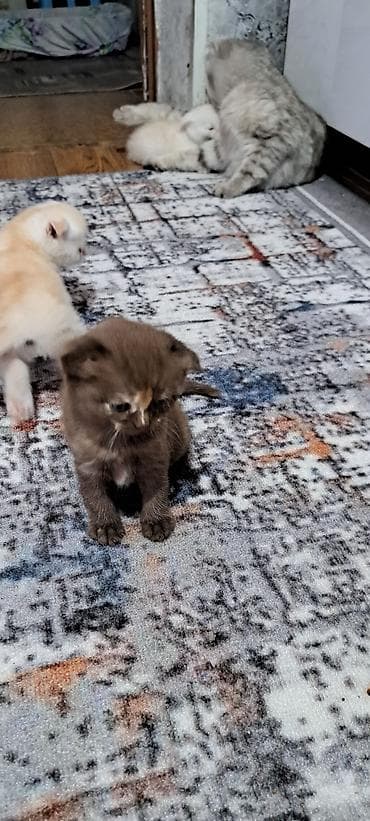 ориентальная кошка черная: Шотландские котята (вислоухие/страйт) разных окрасов. - Возраст на — 4