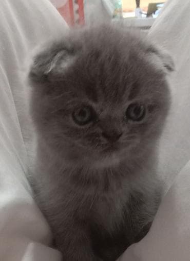 аксессуары для аквариума: Шотландские вислоухие котята (Scottish Fold), окрас голубой — 1