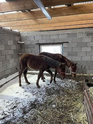 продам сельхоз животных: Продаю | Жеребенок | Для разведения — 2