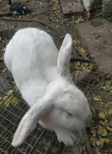 колесо для хомяков: Крол (самец),8 месяцев,вес цена 1800 с — 2