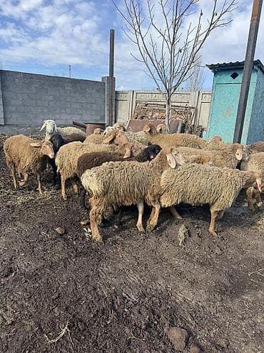 продаю коня: Продаю | Ягненок, Баран (самец) | Арашан | На забой, Для разведения, Для шерсти | Племенные, Осеменитель — 1