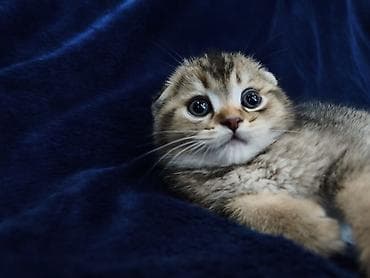кот шотландская шиншилла: Скотиш Фолд (Шотландская вислоухая), 2 месяца, Мальчик — 8