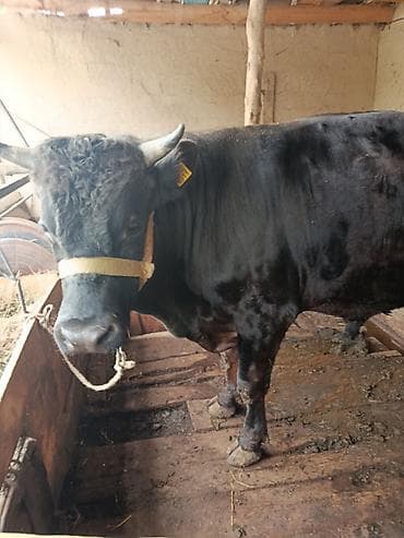 драбилка кду 2: Сатам | Бука (эркек) | Бордоп семиртүү үчүн | Жасалма жол менен боозутуу — 2