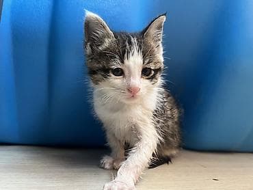 1 месяц, Мальчик, Приучена к лотку