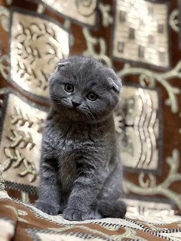 Шотландский вислоухий котёнок (Scottish Fold), окрас — сплошной серый