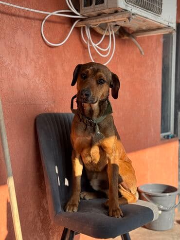 собака даберман: Собака даром: Доберман, 1 год, Самец, С прививкой — 1