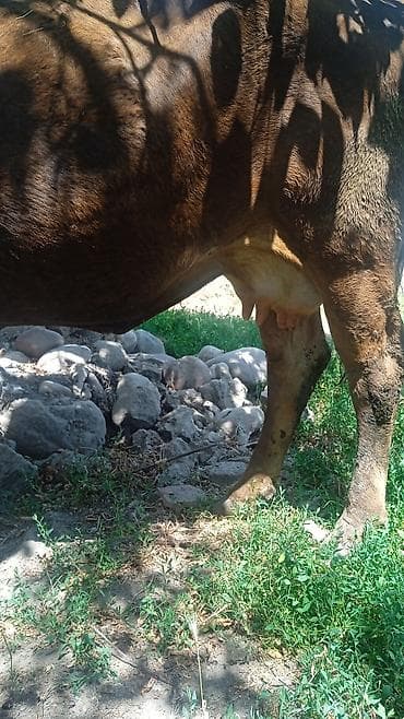 корги собака купить: Продаю | Корова (самка) | Для молока | После отела — 4
