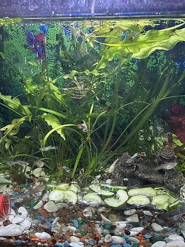 акти: Молодь гуппи (Poecilia reticulata) - Аквариумные рыбки живорождящие — 3