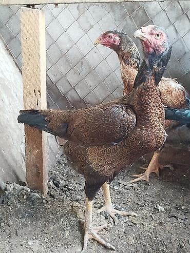 Грызуны: Дакан шамо куры несутся 3000сом шт — 6