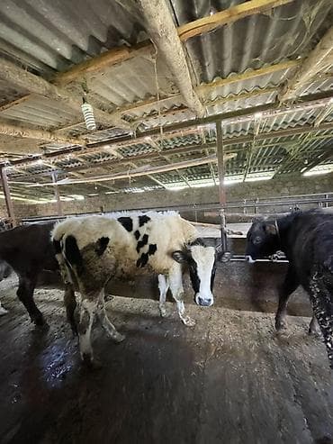 С/х животные и товары: Продаю | Бык (самец) | На откорм | Привязанные — 2