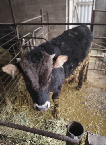 Грызуны: Продаю | Бык (самец) | Искусственник — 1