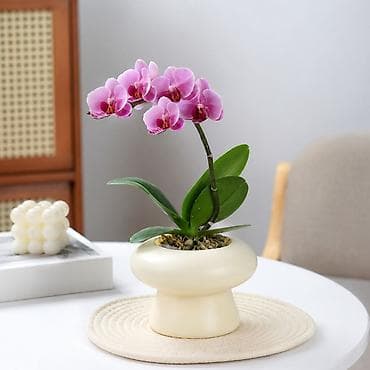 Үй жана бакча: 🌸 Орхидея фаленопсис — символ красоты, утончённости и гармонии — 1