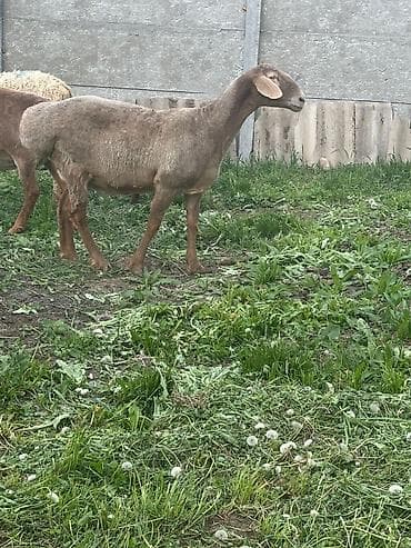 кекилик бишкек: Сатам | Ургаачы кой (ургаачы) | Эдильбай | Көбөйтүү үчүн | Ургаачы — 3