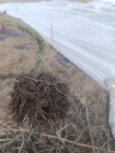 куплю малина: Саженцы ежевики (корневые отпрыски с комом земли) - Тип: малина — 2