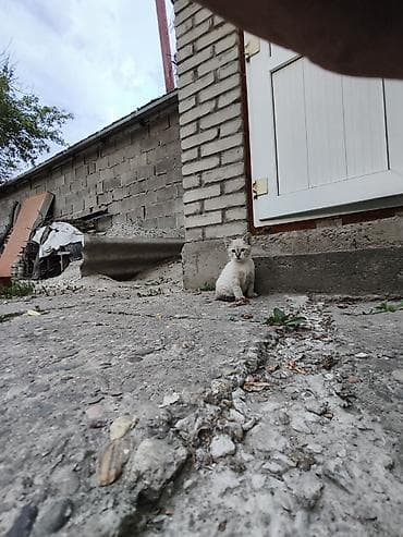 отдам даром комнатные цветы: Это тайская маскарадная гладко шорстная порода котят Отдам даром 1.5 — 4