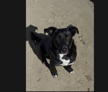 продаю лабрадора: Собака даром: 1 год, Самка, С прививкой — 2