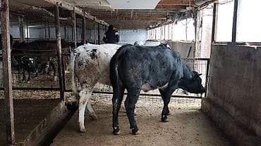 бык 1 5: Продаю | Бык (самец), Тёлка | Бельгийская | На откорм, Для разведения | Искусственник — 10