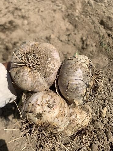 Дом и сад: Чеснок Оптом, Самовывоз, Платная доставка — 9