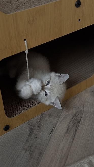 scottish fold: Котята с голубыми глазами, окрасы поинт/сил-поинт. На фото — игривые — 7